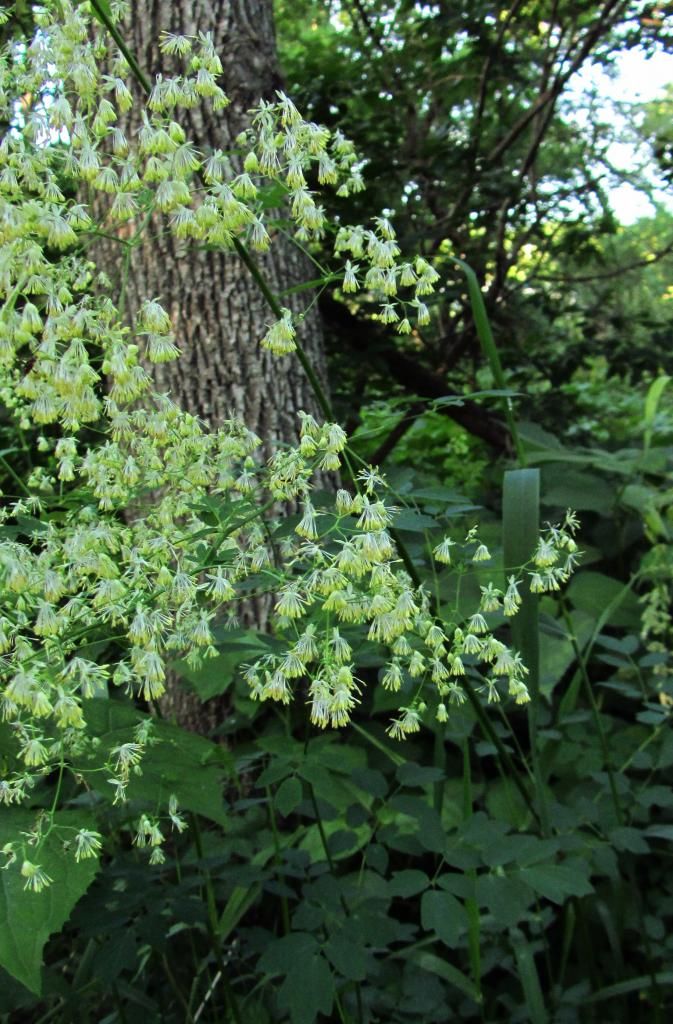 Purple meadow rue blooming 3 photo mysterymeadowrue1_zpsad100b78.jpg