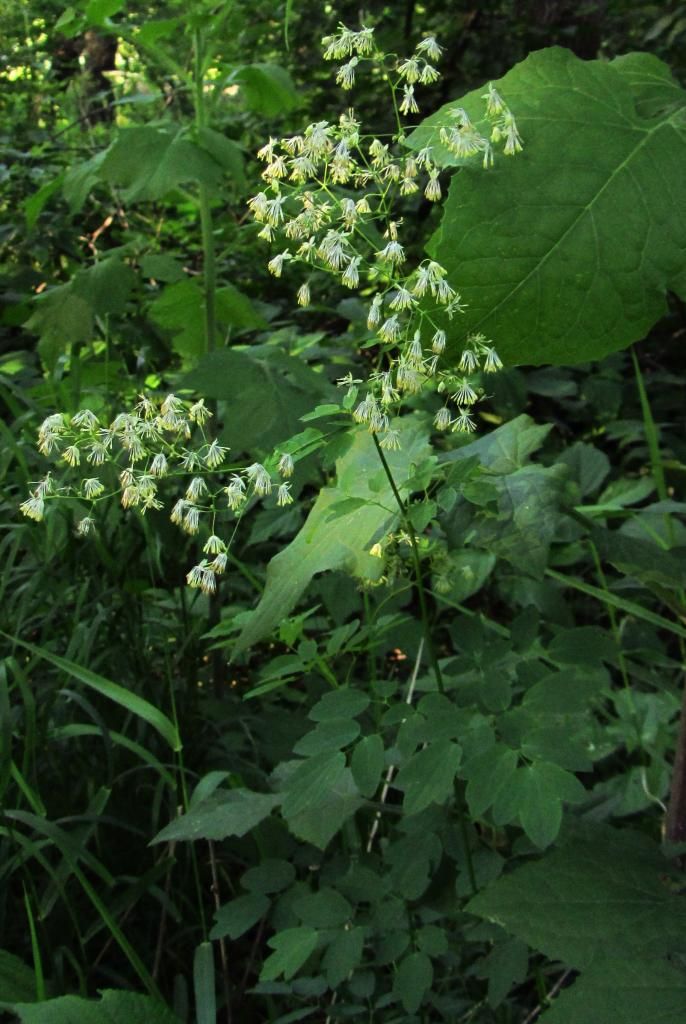 Purple meadow rue blooming photo mysterymeadowrue3_zps6fa7321f.jpg