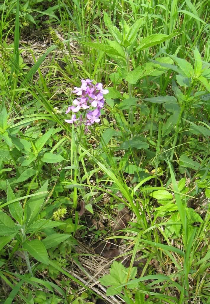 Dame's rocket, Dame's rocket blooming in central Iowa, May 2012