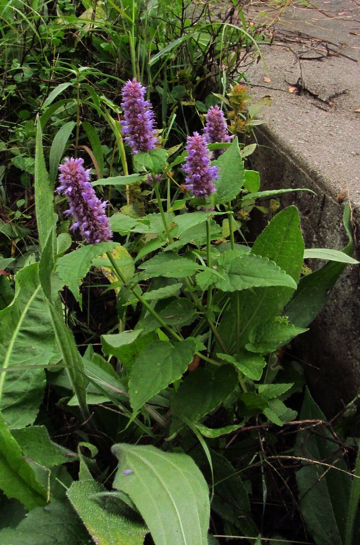 Anise hyssop 1 photo mysterypurpleseptember2_zpsyx2yft1q.jpg