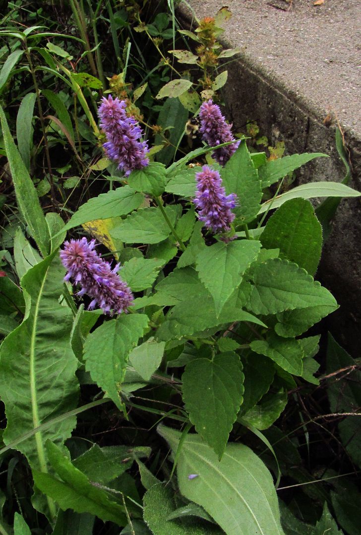 Anise hyssop 2 photo mysterypurpleseptember7_zpsrkzn2xuw.jpg