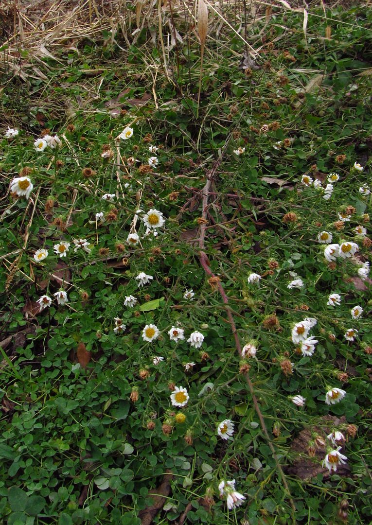 unidentified aster late November 3 photo mysterywhiteaster3_zps8c2b9upy.jpg