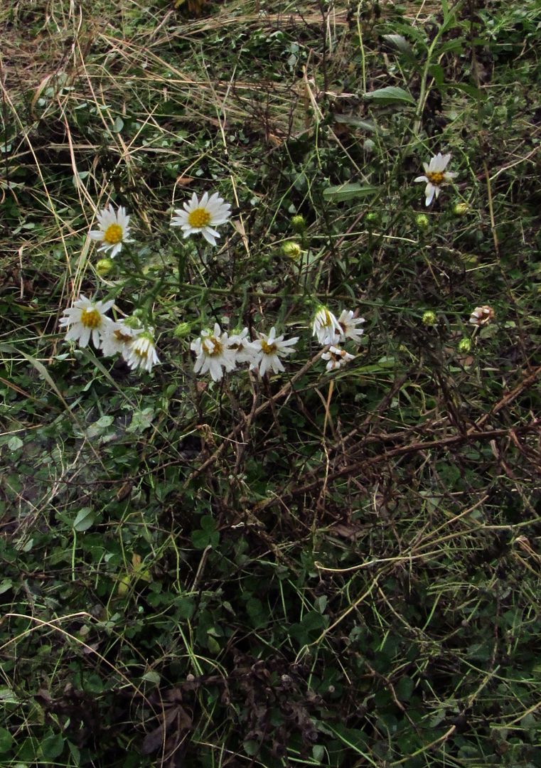 unidentified aster late November 4 photo mysterywhiteaster4_zpsc1f0lp5f.jpg