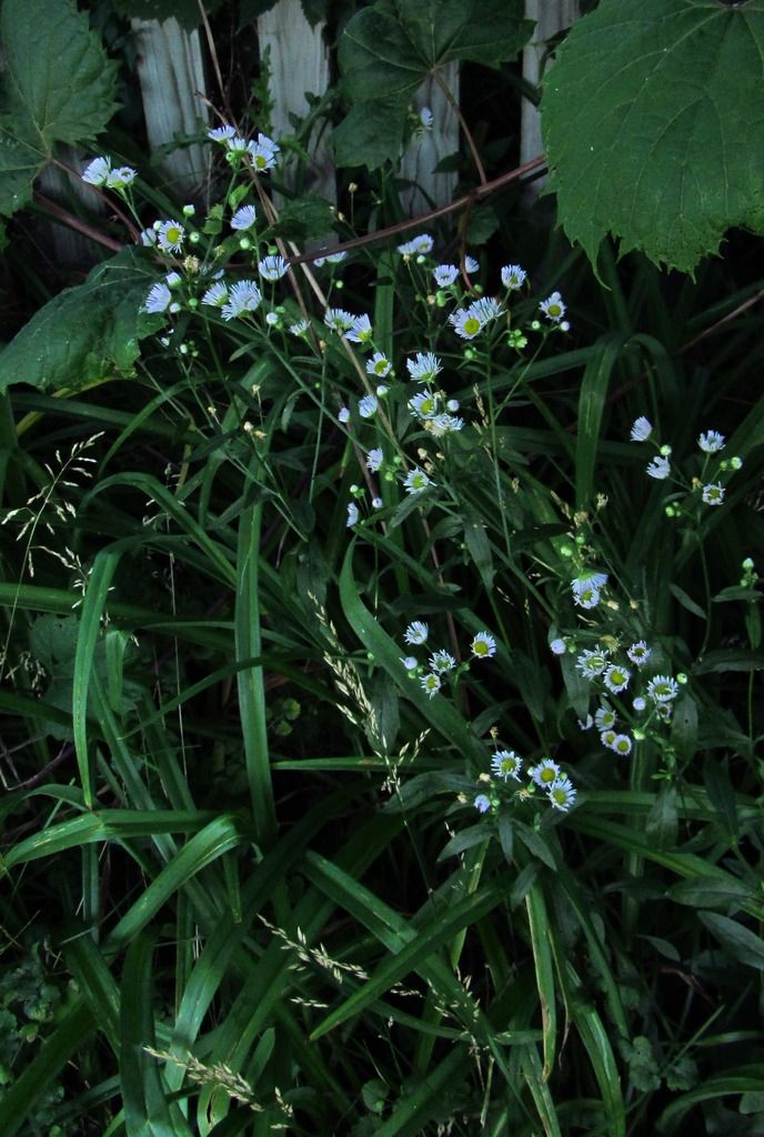 a white aster near fence photo mysterywhiteasteryard_zpsp53v6wzf.jpg