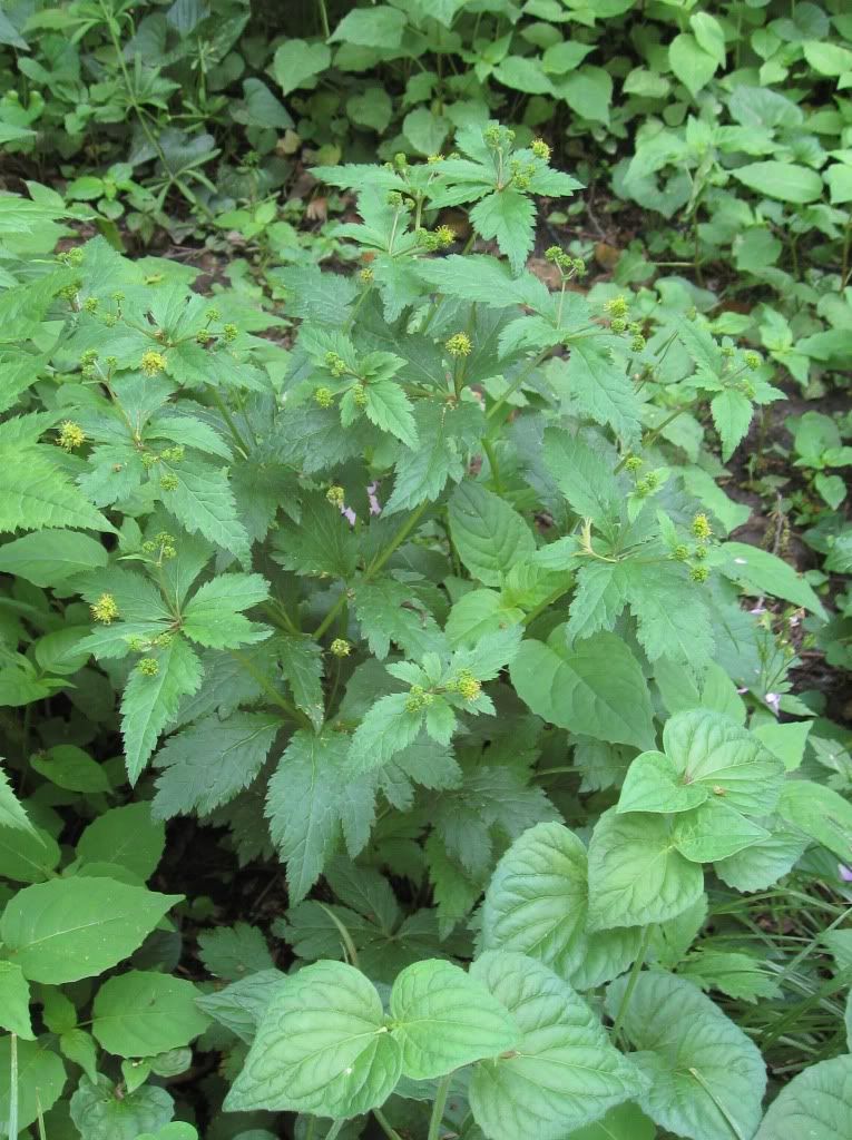 Canadian black snakeroot, Canadian black snakeroot blooming in central Iowa, May 2012