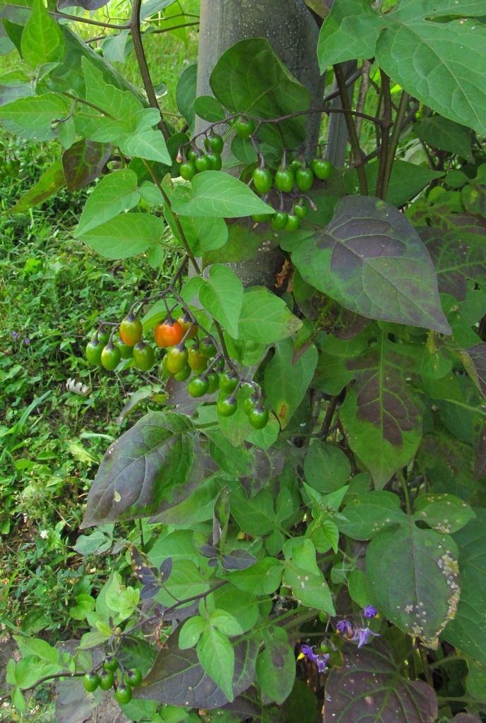 nightshade berries (green) photo nightshadeberriesgreen_zpsuvtoq5mg.jpg