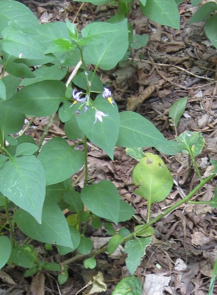 Nightshade, Nightshade blooming in central Iowa, July 2012