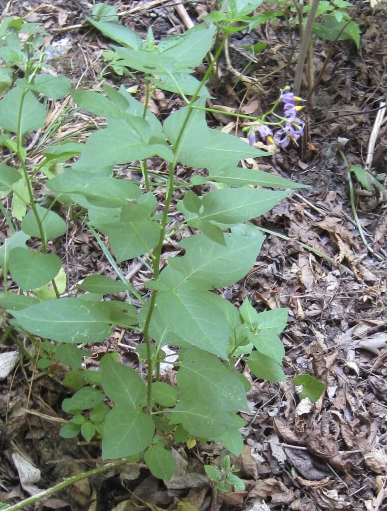 Nightshade, Nightshade blooming in central Iowa, July 2012