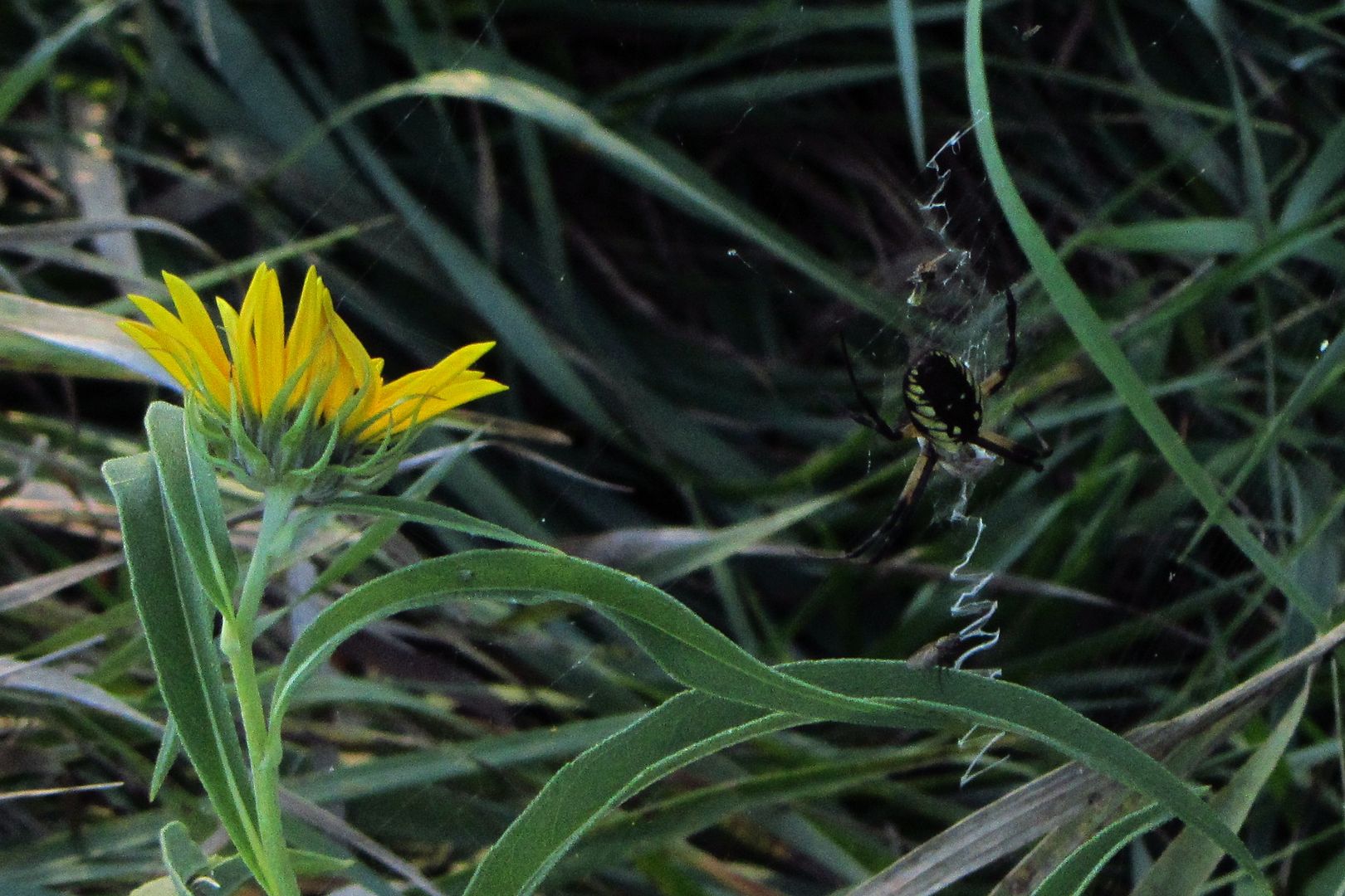 female black and yellow garden spider 2 photo orbweaver1_zpsuyokhlq1.jpg