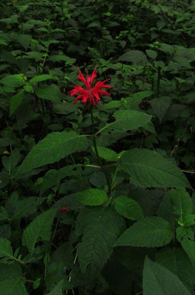 oswego tea flowering photo oswegotea5_zpseghpsgmd.jpg