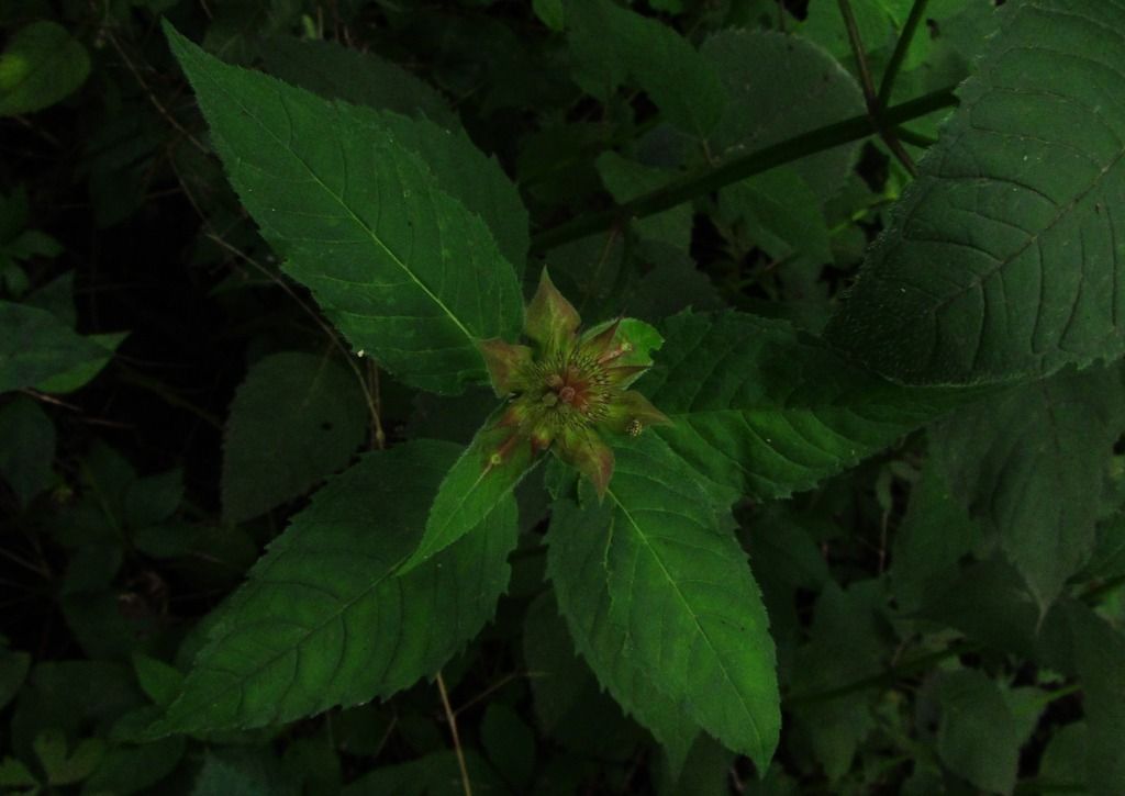 oswego tea buds photo oswegoteabuds_zpsygf65w5c.jpg