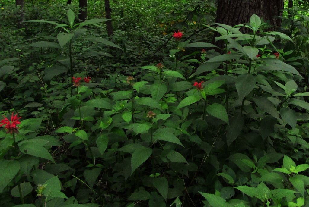 Oswego tea with wingstem foliage photo oswegoteawingstem_zps3drrwu1k.jpg