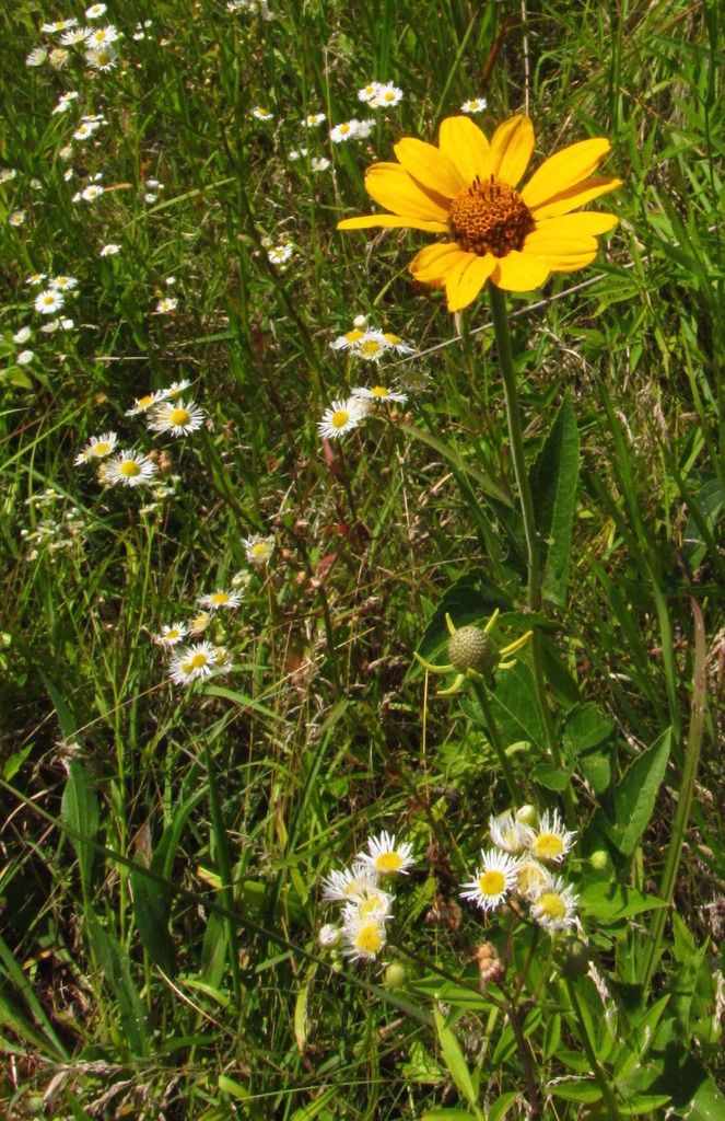 Ox-eye with daisy fleabane photo oxeyedaisyfleabane_zpsi77s2wsh.jpg