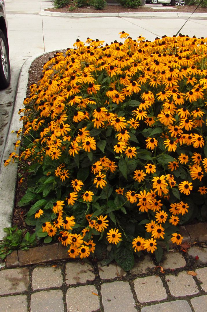 parking lot black-eyed susan photo parkinglotblackeyedsusan2_zpsz0gnbzde.jpg