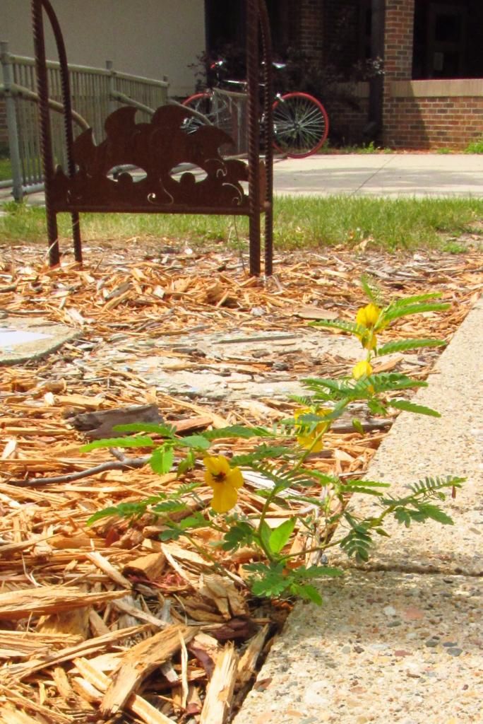 lone partridge pea photo partridgepeaCliveSchool_zps00c2a578.jpg