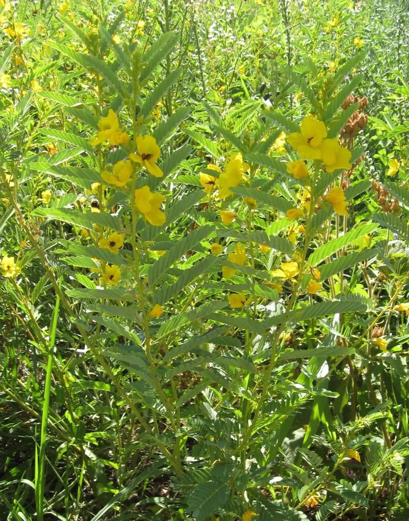 Partridge peas in bloom, A patch of partridge pea plants blooming in central Iowa, July 2012