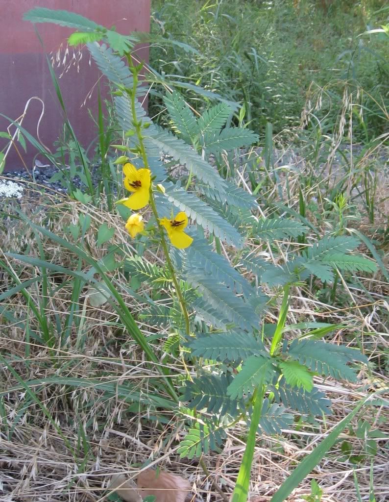 Partridge pea in bloom, A partridge pea blooming in central Iowa, July 2012