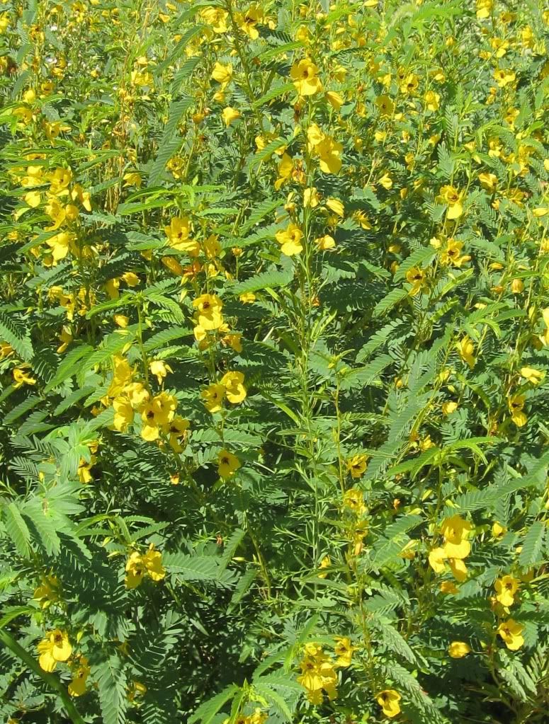 Partridge peas in bloom, A patch of partridge peas blooming in central Iowa, July 2012