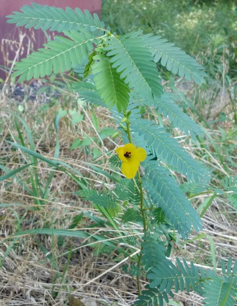 Partridge pea in bloom, Partridge pea wildflower blooming in central Iowa, July 2012