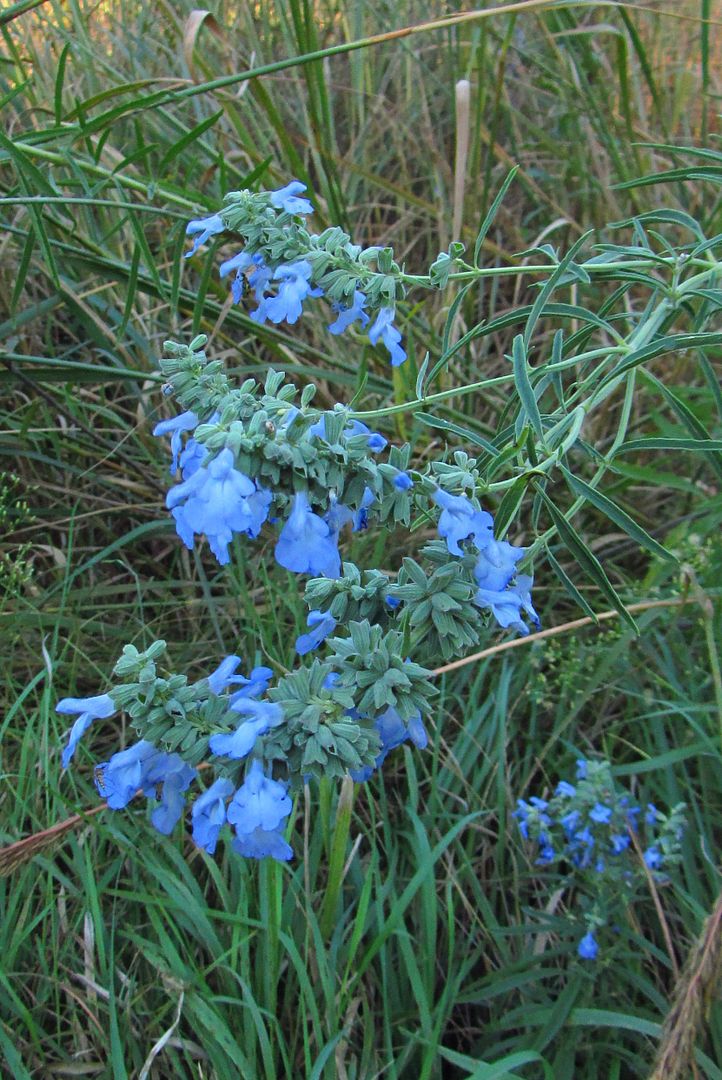 Pitcher sage (wild blue sage) photo pitchersage13_zpsyvb3k4do.jpg