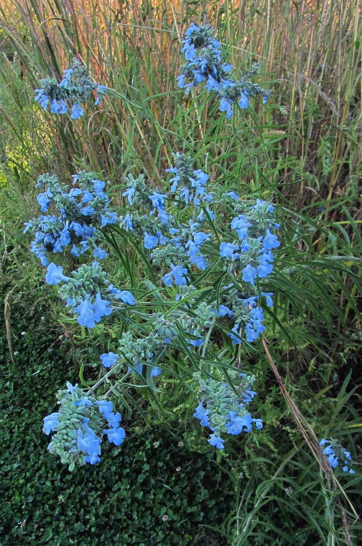 Pitcher sage (wild blue sage) 3 photo pitchersage4_zpswdjtj0xy.jpg