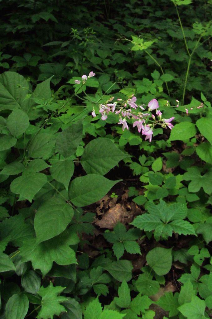 Pointed-leaf tick trefoil photo pointedleafticktrefoil2_zpsyrpnua0q.jpg