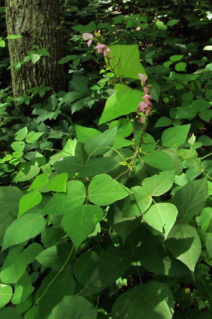 Pointed-leaf tick trefoil leaves photo pointedleafticktrefoilleaves_zpsgshu6dtx.jpg