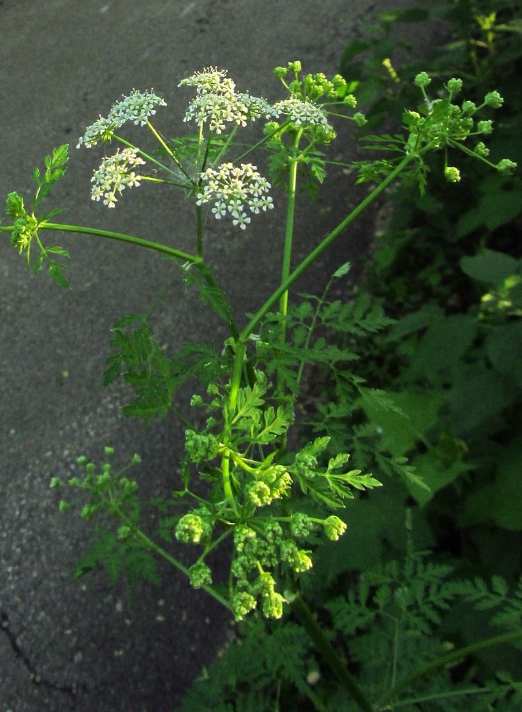 poison hemlock close-up photo poisonhemlock1_zpsfg8zwvck.jpg