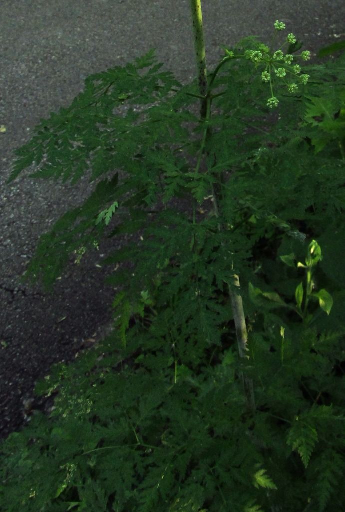 poison hemlock foliage photo poisonhemlockfoliage2_zps96uagbdb.jpg