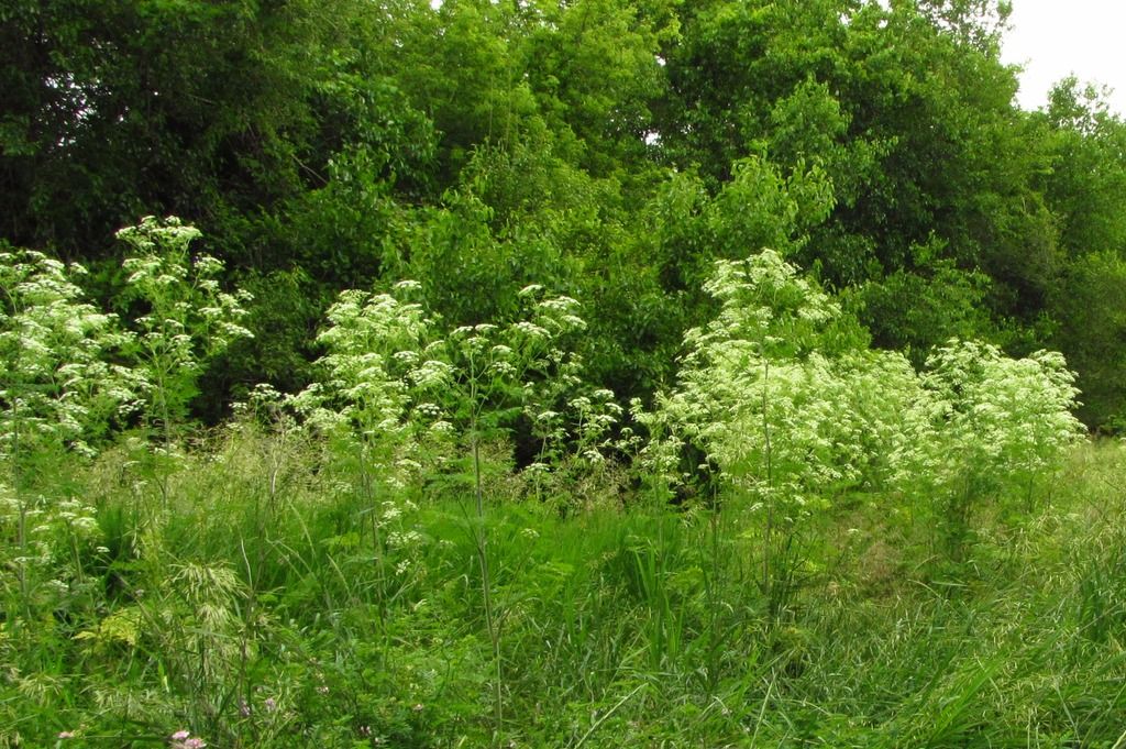 stand of poison hemlock photo poisonhemlockstand1_zpshqpkdj33.jpg