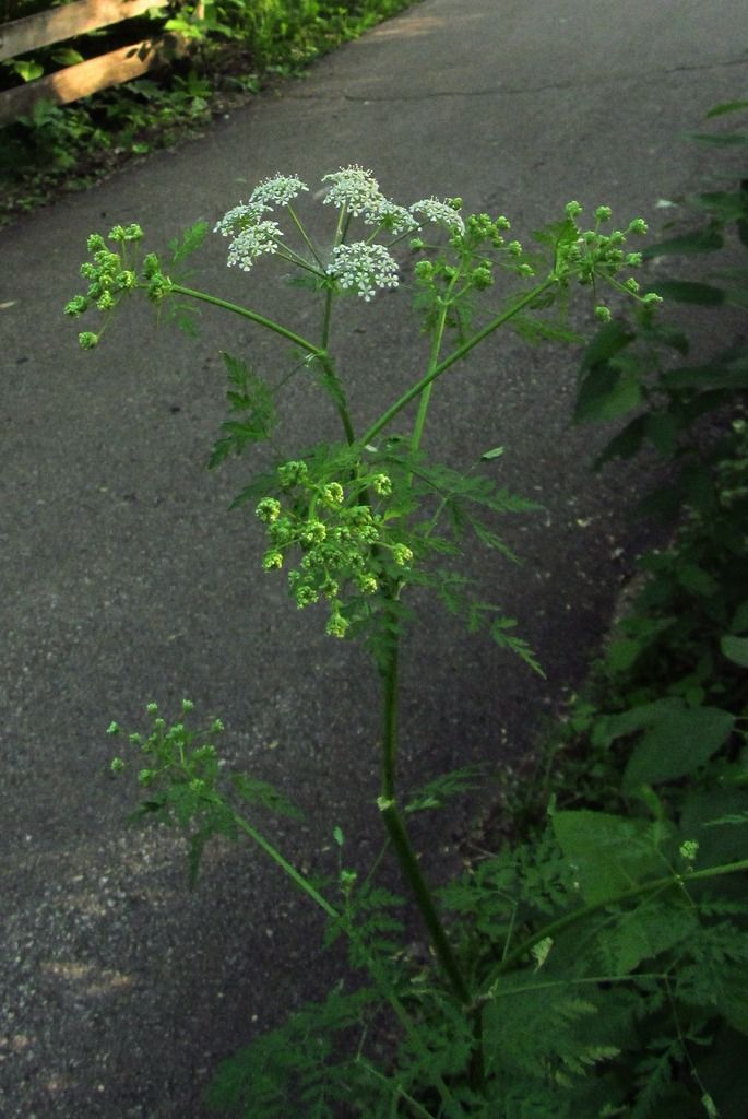 poison hemlock flowers photo poisonhemlocktop2_zpsjrymgsjk.jpg