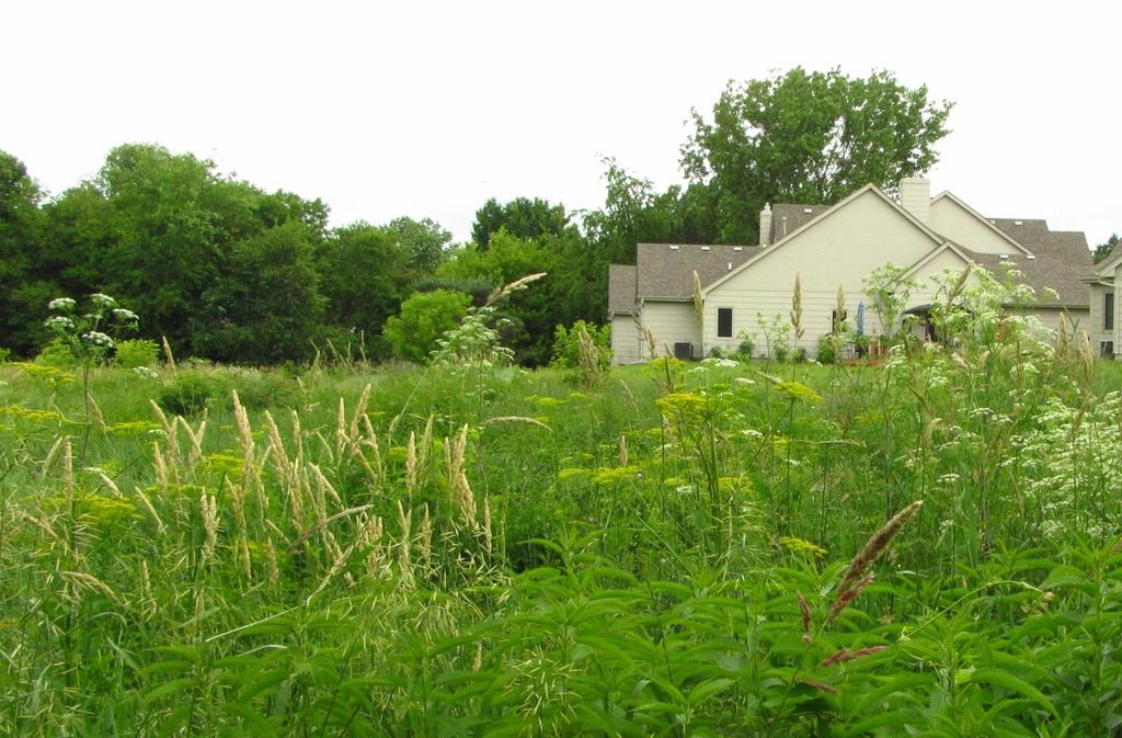 poison hemlock with wild parsnip photo poisonhemlockwildparsnip_zpsjoj2x6sp.jpg