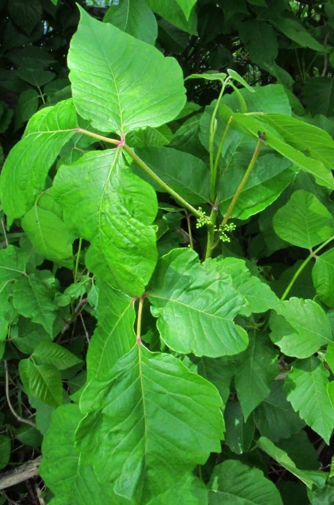 poison ivy 1 photo poisonivywithbuds_zps01693605.jpg
