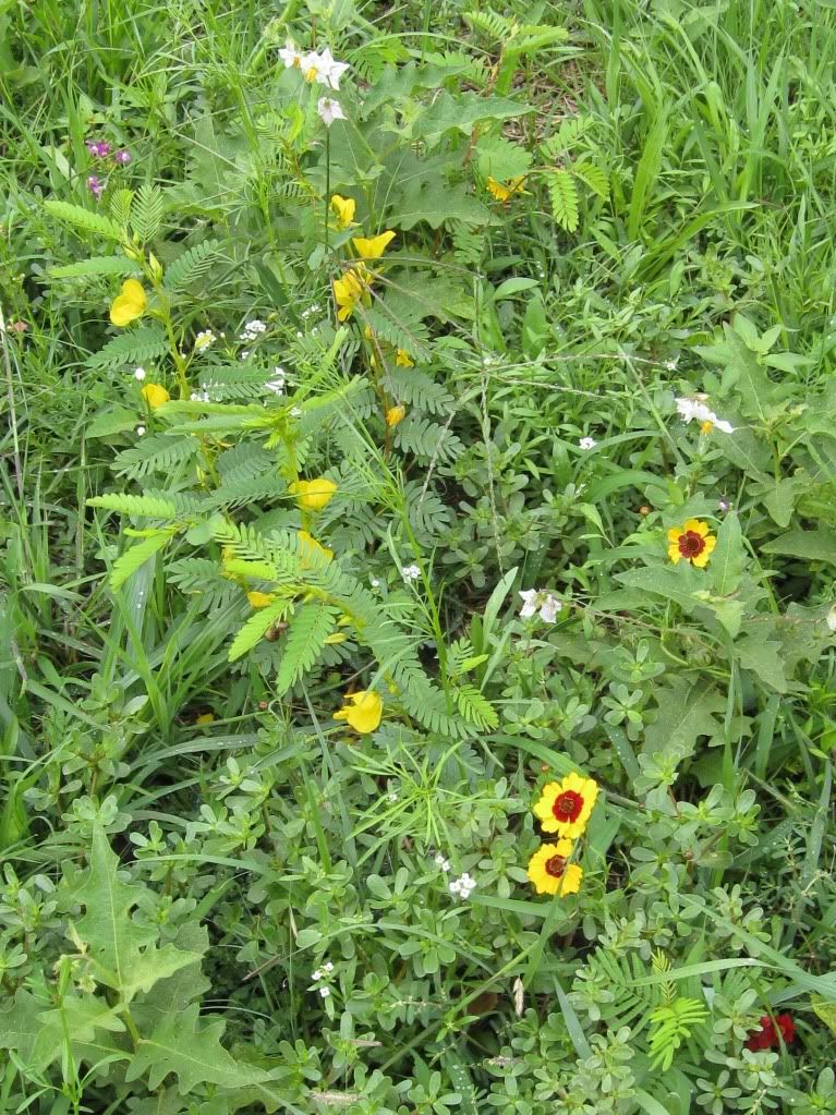 Iowa prairie flowers, Carolina horsenettle, partridge pea and plains coreopsis blooming in central Iowa, August 2012