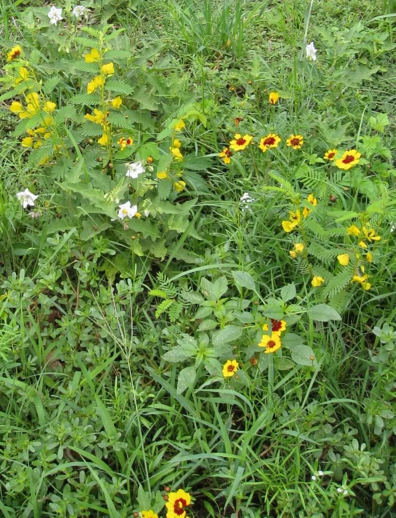 Iowa prairie flowers (2), Carolina horsenettle, partridge pea and plains coreopsis blooming in central Iowa, August 2012