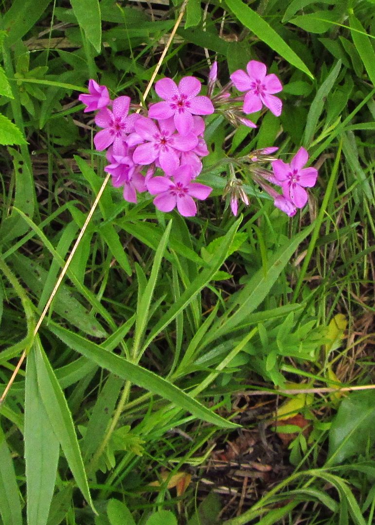 Prairie phlox blooming photo prairiephlox3_zpspjtalswz.jpg