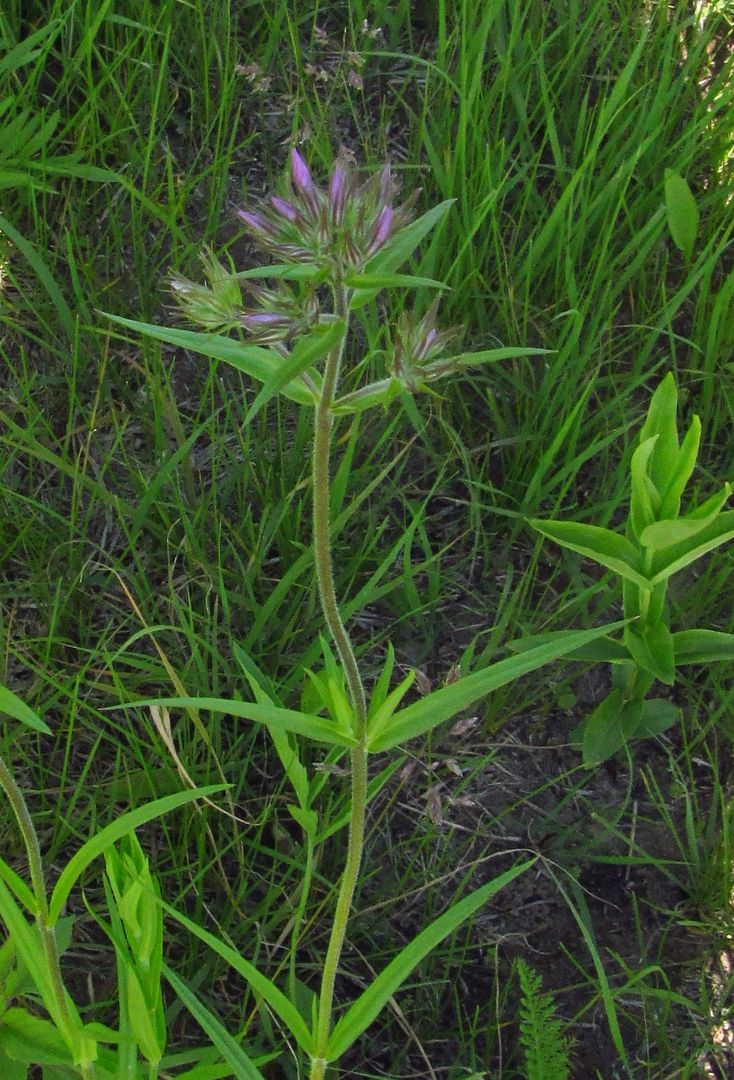 Prairie phlox buds photo prairiephloxbuds2_zps4d57xcoj.jpg