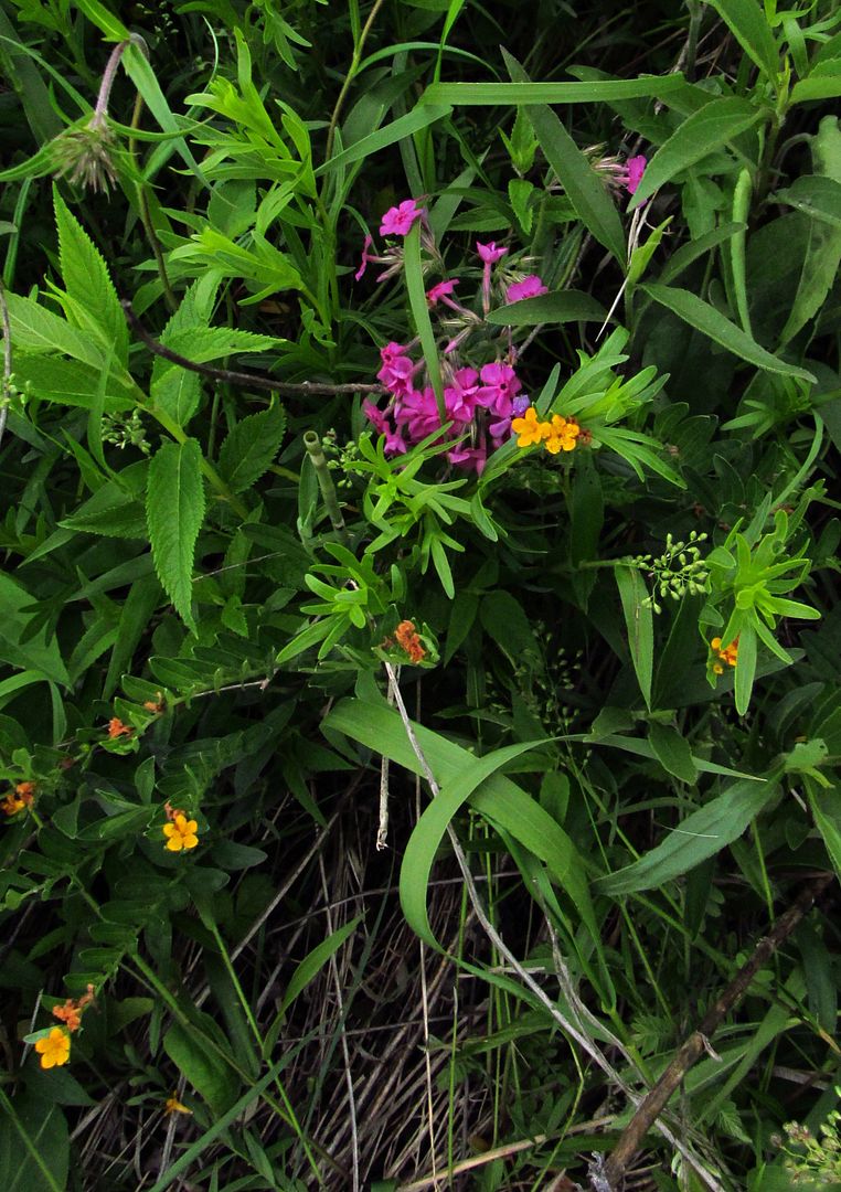  photo prairiephloxhoarypuccoon_zps1glyab7x.jpg