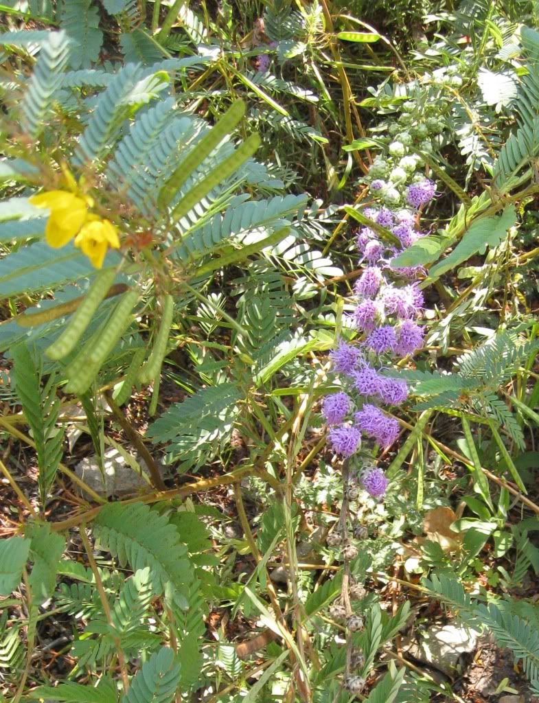 Blazing star and partridge pea, Blazing star and partridge pea blooming in central Iowa, September 2012