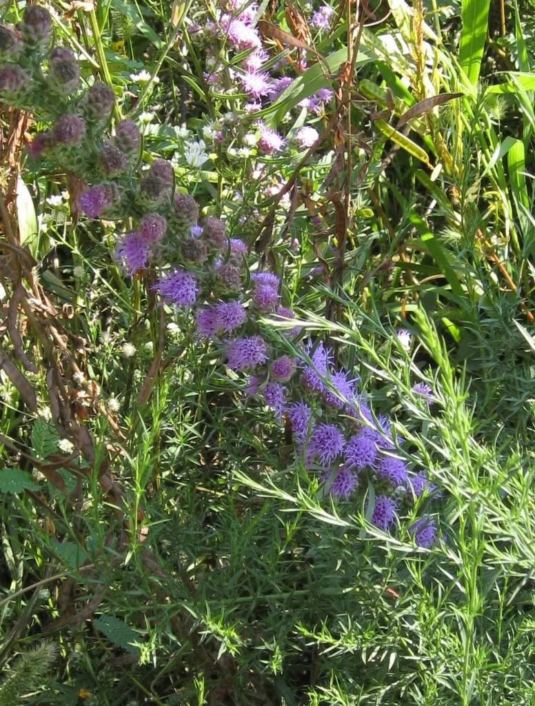 Blazing star close-up, Blazing star blooming in central Iowa, September 2012