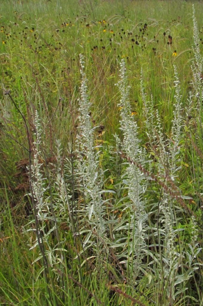 Prairie sage 2 photo prairiesage4_zps141497dc.jpg