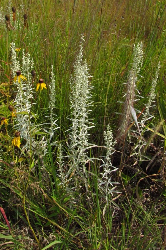 Prairie sage with coneflowers photo prairiesagewithconeflowers_zpsf1f43a0b.jpg