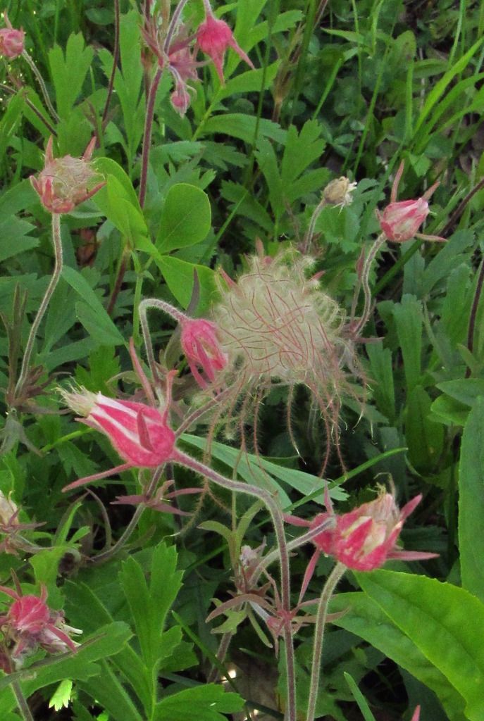 prairie smoke flowers photo prairiesmoke2_zpsnyunkcmd.jpg