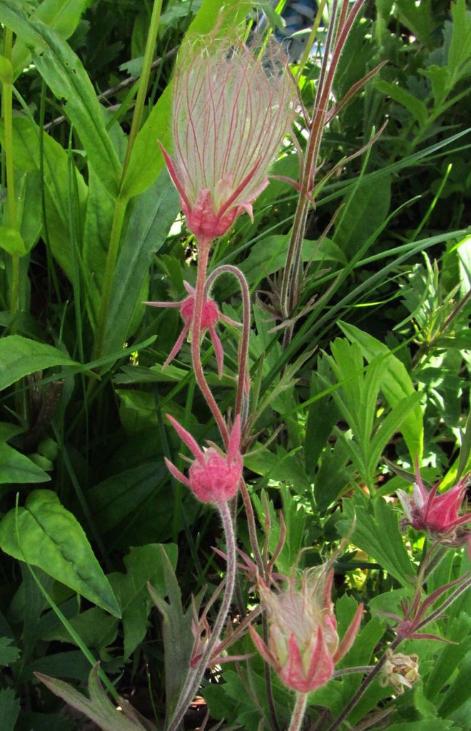 prairie smoke close-up photo prairiesmoke3_zpslersdtai.jpg