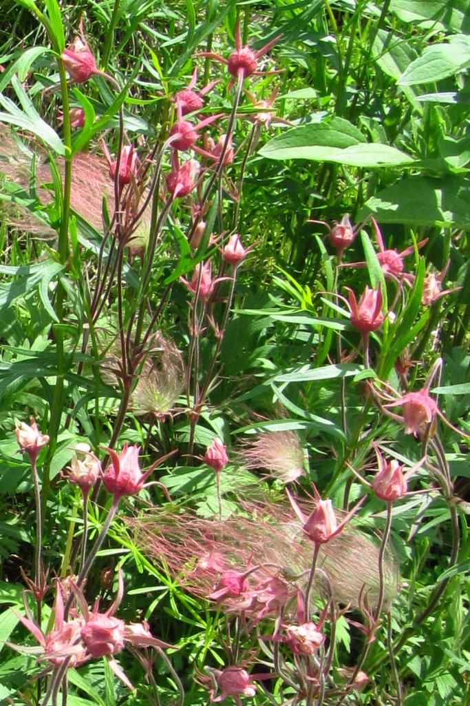 prairie smoke (1) photo prairiesmoke7_zpsecfcaea6.jpg