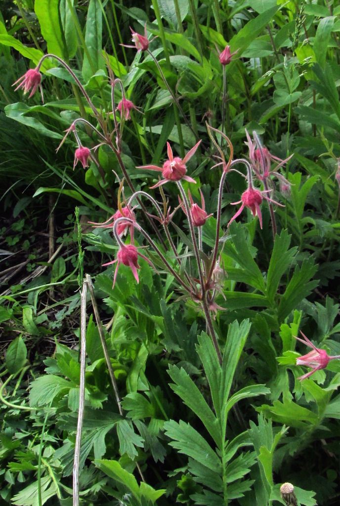 prairie smoke flowers 1 photo prairiesmokebuds_zpsgenpt4xt.jpg