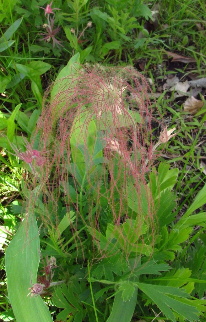 prairie smoke seed plumes photo prairiesmokeclose_zpsay9xexdu.jpg