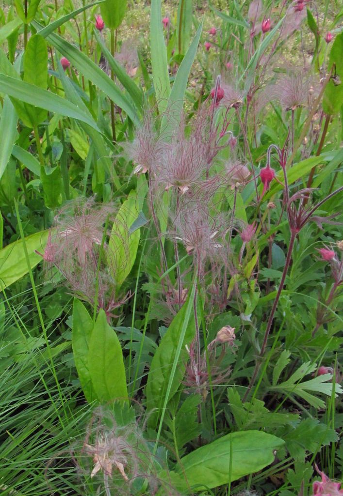 prairie smoke flowers, seeds photo prairiesmokegroup_zpsjud2hrq6.jpg