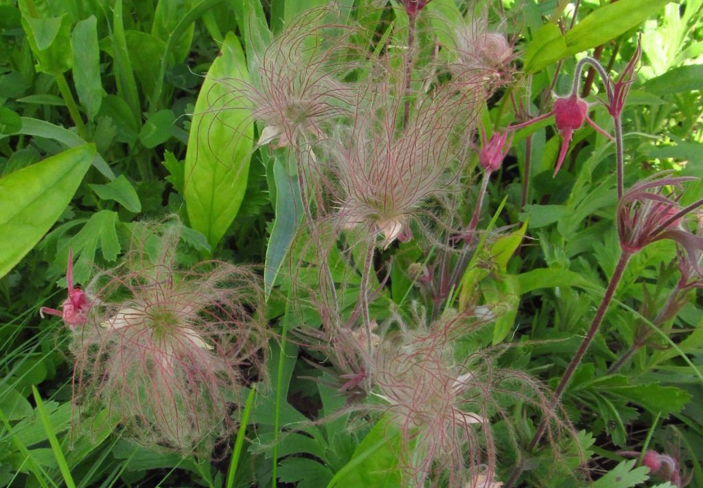 prairie smoke seeds photo prairiesmokehorizontal3_zpsrakawhzh.jpg