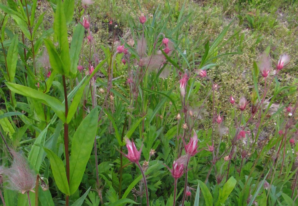 prairie smoke large group photo prairiesmokehorizontal4_zpsjyjmxzpa.jpg